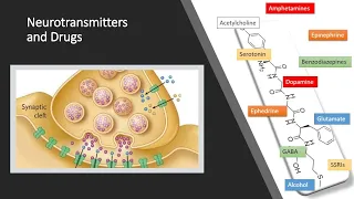 Neurotransmitters