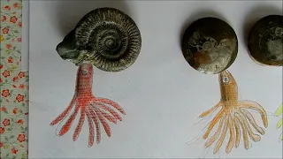 Giving ammonites new bodies