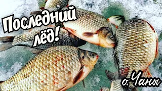 Тонны рыбы в подводном лесу! Это последний лёд! Озеро Чаны! #карасьнамормышку