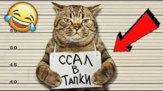 КОШКИ 2021 ПРИКОЛЫ С КОТАМИ Funny Cats  Смешные Коты 2021