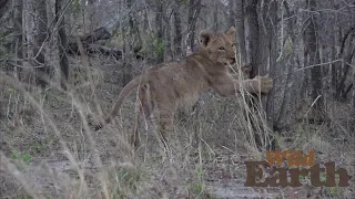 WildEarth - Sunrise - 9 October 2021