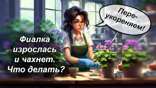 Переукоренение фиалки методом сноса головы.