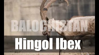 Encounter with Ibex Hingol National Park | BALOCHISTAN