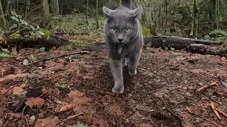 Just Pussyfooting Around Chambers Creek  Park woods