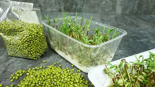 How to grow microgreens at home without land. Vitamin greens in 5-6 days