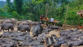 Newborn pigs lie around waiting for their mothers to eat. Three mother pigs give birth together