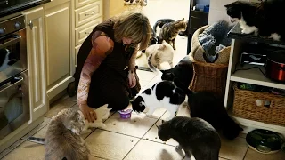 The lady with 80 cats - Cat Wars: Preview - BBC One