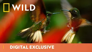 Hummingbirds Fight for Food | Hostile Planet | National Geographic Wild UK