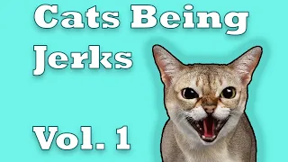 Funny Cats Being Jerks Vol. 1