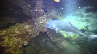 Giant Trevally attack on the Yongala at night