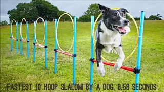 Neo The Parkour Collie Dog sets a new agility WORLD RECORD!