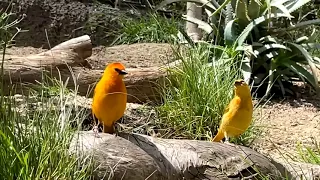 More Fascinating Birds San Diego Zoo Aviaries 4K with Music