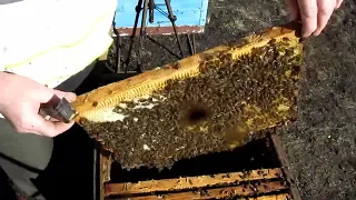 Первый беглый осмотр пчёл с маткой 2019 года