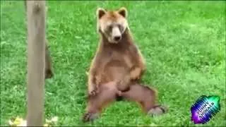 ТОП ПРИКОЛЫ С ЖИВОТНЫМИ   FUNNY ANIMALS 6