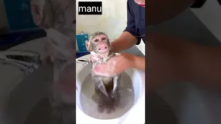 monkey 🐒🐒🐒🐒🐒🐒🐒 bathing with shampoo 🧴😁🧴🧴🧴🧴🧴🧴😁🧴🧴🧴 👍👍🙏🙏🙏#shorts##mk manu#