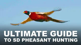 Ultimate Guide to South Dakota Pheasant Hunting