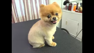 Watch this before you shave a Pomeranian