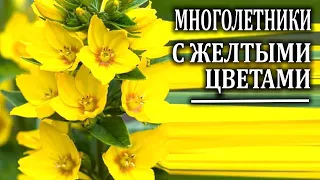 Многолетние цветы с желтыми цветами