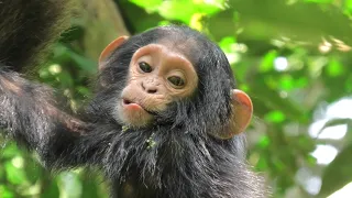 Chimpanzees of Kibale