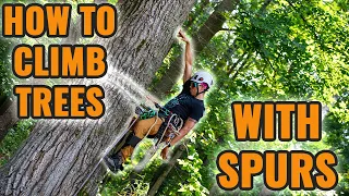 Basics: Ascending a tree with spurs!