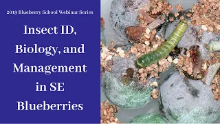 Insect ID, Biology, and Management in Southeastern Blueberries