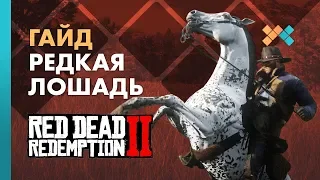 Редкая лошадь | Red Dead Redemption 2
