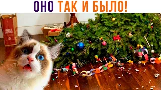 ОНО ТАК И БЫЛО!!!))) Приколы с котами | Мемозг 897