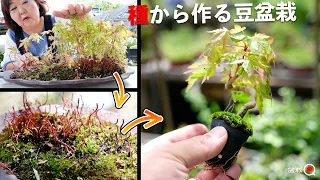 How to turn a seedling maple into a mame bonsai. [Bonsai Q]