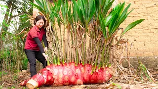 Harvesting Giant Galangal Root & Cook pork trotters braised with galangal Goes to the market sell