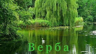 "Верба".  А.Могилевський и ВІА "Самоцветы"