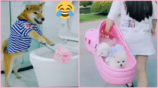 😍 Mini Pomeranian - Funny and Cute Pomeranian Videos #36 - Cute Puppies | Tik Tok chó phốc sóc