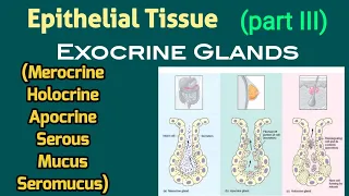 Merocrine, Apocrine, Holocrine Secretion & Serous, Mucus, Seromucus Glands | AM Biologie Notes