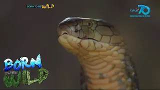 Born to be Wild: King cobra attacks in North Cotabato