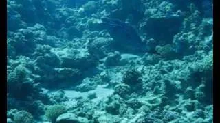 Dive 2008 - Egypt Sharm el Sheikk - Part2