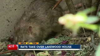 Rat-infested House