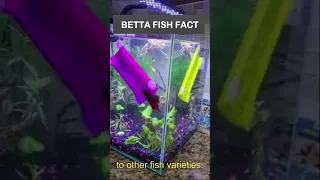 Can betta fish do tricks? #bettafish #bettakeeping #fishtrap #smartness