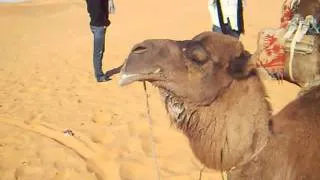 Camel in heat (Dromedario in calore)