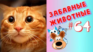 Приколы с Животными #64 / Смешные Животные 2020 / Приколы / Приколы про Животных / Лучшие Приколы