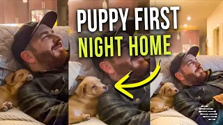 Puppies First Night Home as It Snuggles Next to Daddy’s Shoulder