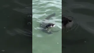 A super playful Cape Clawless Otter 🦦 spotted yesterday in St Francis Bay, South Africa #otter