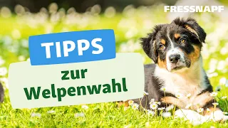 Welcher Hund passt zu mir? Unsere Tipps zur Welpenwahl