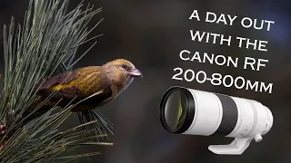 Bird Photography With The Canon RF 200-800mm