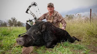 Bowhunting pigs. (Bowhunting pigs in Australia)