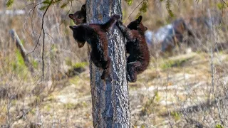 Tiny Newborn Bear Cubs Nursing and Playing - So Cute!