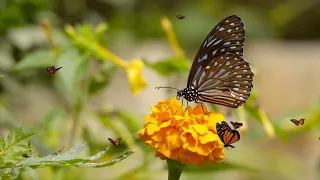 The Best Amazing Relaxing nature video in 4K - Butterflies and Flower  2023