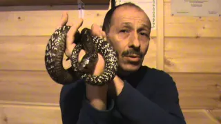 Ручная кобра - что это такое. Trained cobra.