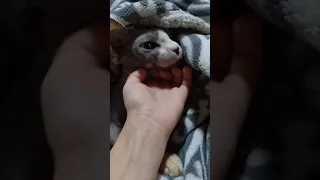 Канадский сфинкс играет с Маратиком - кошка прячется под одеяло, она же лысая!
