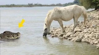 Не на Того Нарвался! Битвы Животных Снятые на Камеру