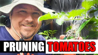 Pruning Tomatoes - A Complete Guide
