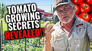 BEST Tips and Tricks For Growing Tomatoes In Your Garden